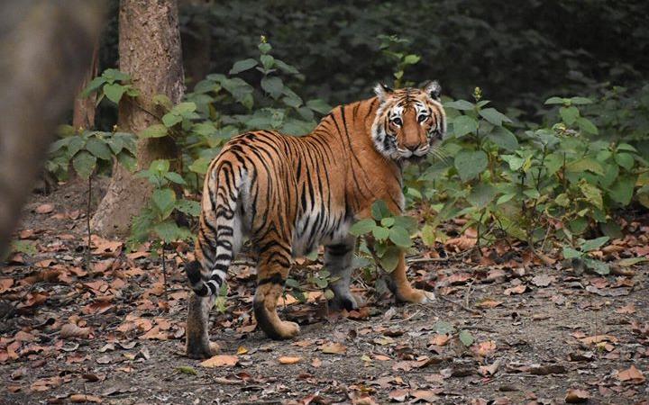Corbett National Park
