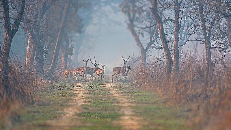 Dudhwa National Park