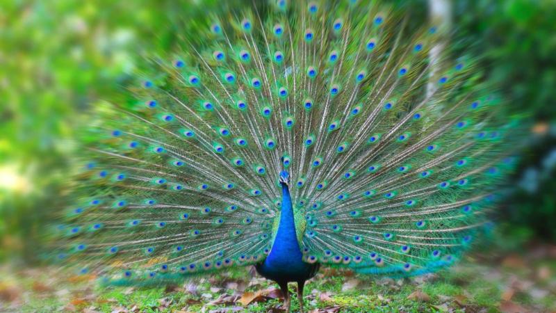 National Bird Of India | Peacock