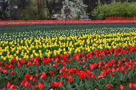 Tulip festival