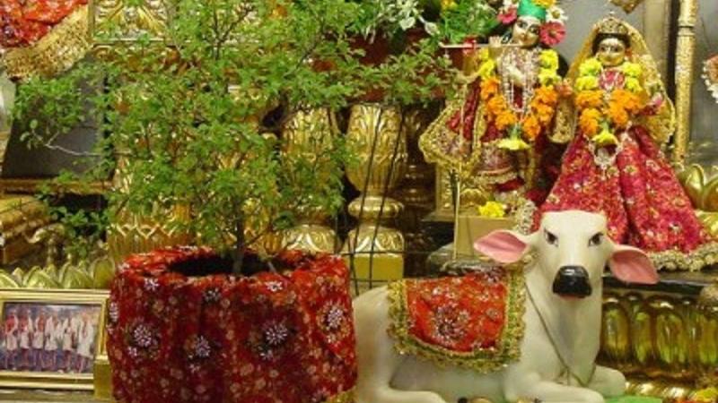 India’s Holy Basil – Tulsi
