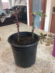 Plant cutting in a pot