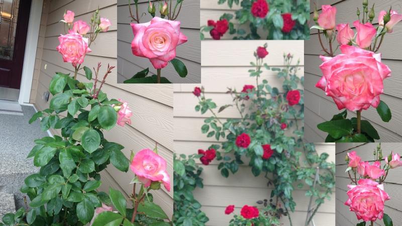 How to Grow Rose Plant from the Stem Cutting