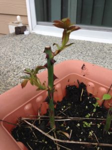 Rose cutting with new shoots
