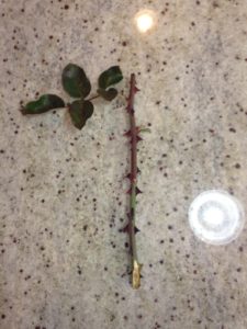 Cutting ready for planting