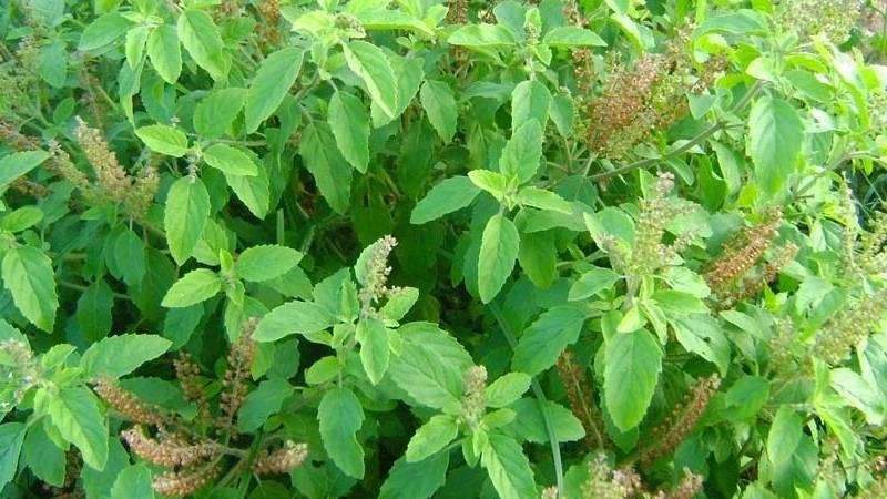 Advantages And The Importance Of Tulsi