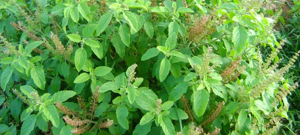 Advantages And The Importance Of Tulsi