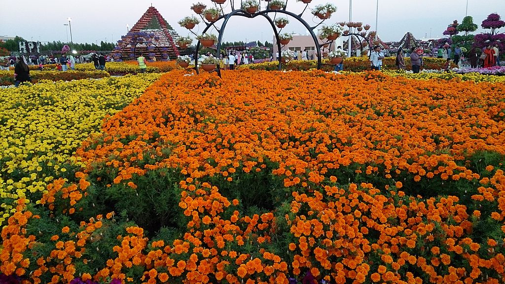 Dubai Miracle Garden