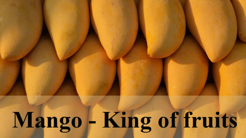 Mango | Mango Health Benefits