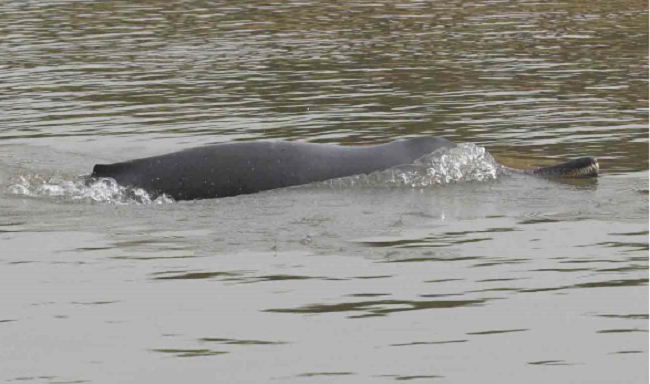 National Aquatic Animal Of India | River Dolphin