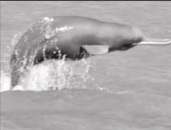 River ganga Dolphin