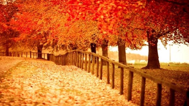 Autumn leaves