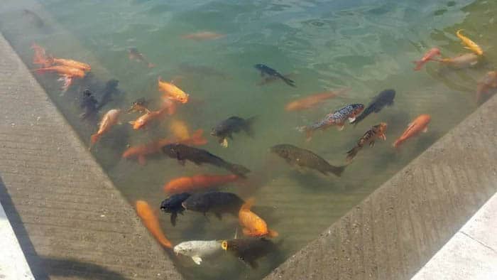 Fish in Amrit Lake