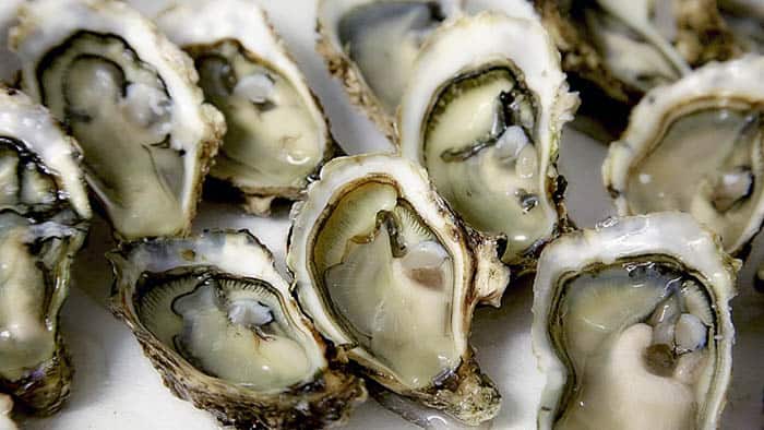 Oysters