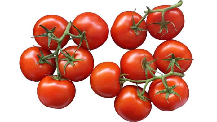 Tomato