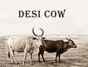 Desi Cow | RitiRiwaz