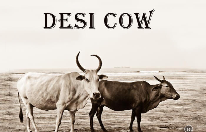 Desi Cow