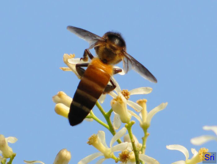 Neem Flowers