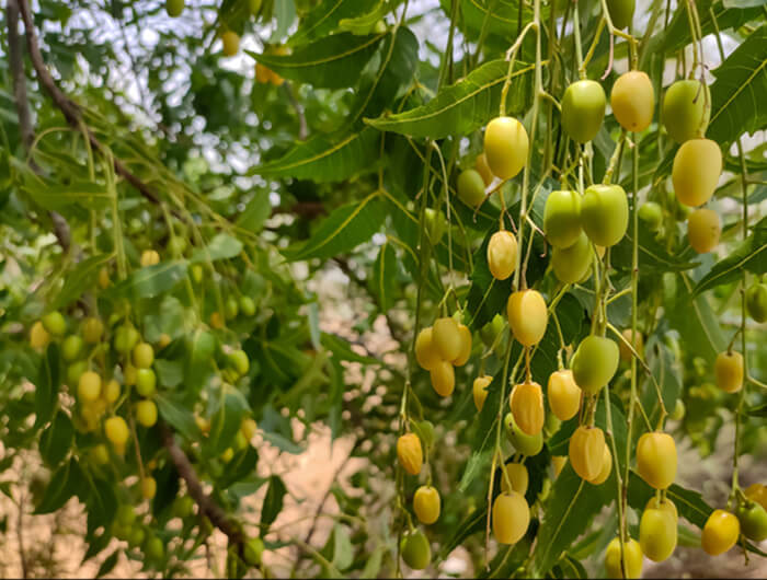 Neem Seeds