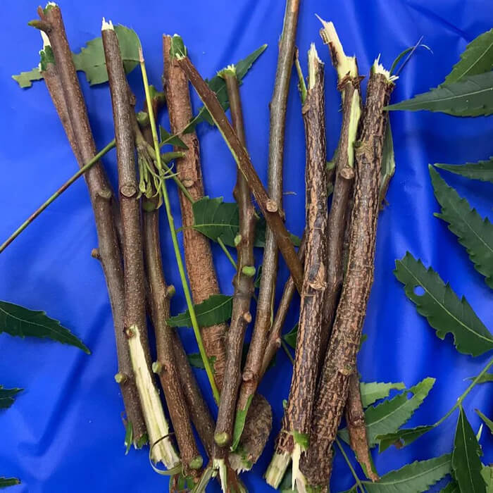 Neem Stem