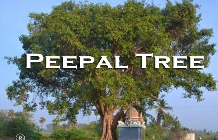 Peepal Tree – Significance and Importance