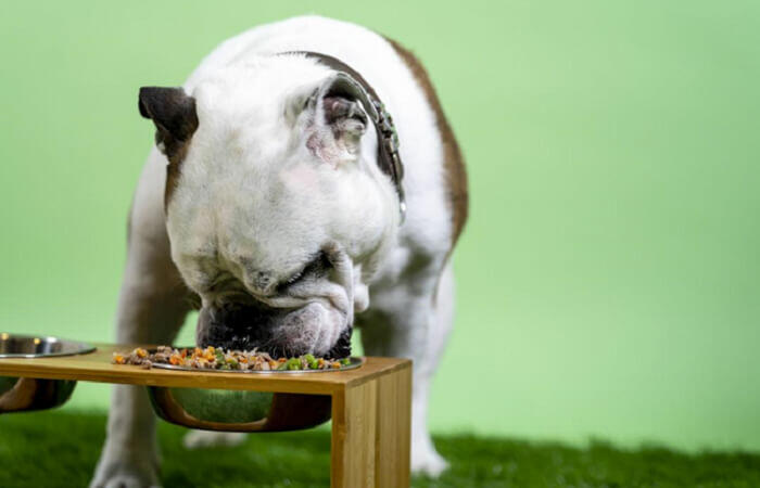 The Benefits of a Raw Diet for Dogs